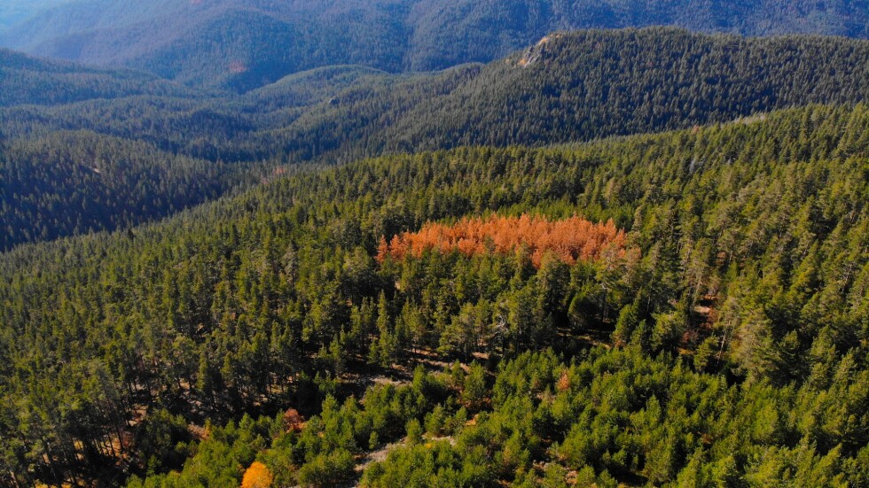 Как ще изглеждат бъдещите гори на България