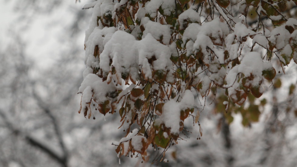 Между 10 и 15 см е снежната покривка в Смолянска област