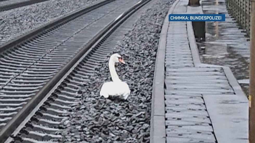 Опечален лебед спря 23 влака и обърка жп трафика в Германия