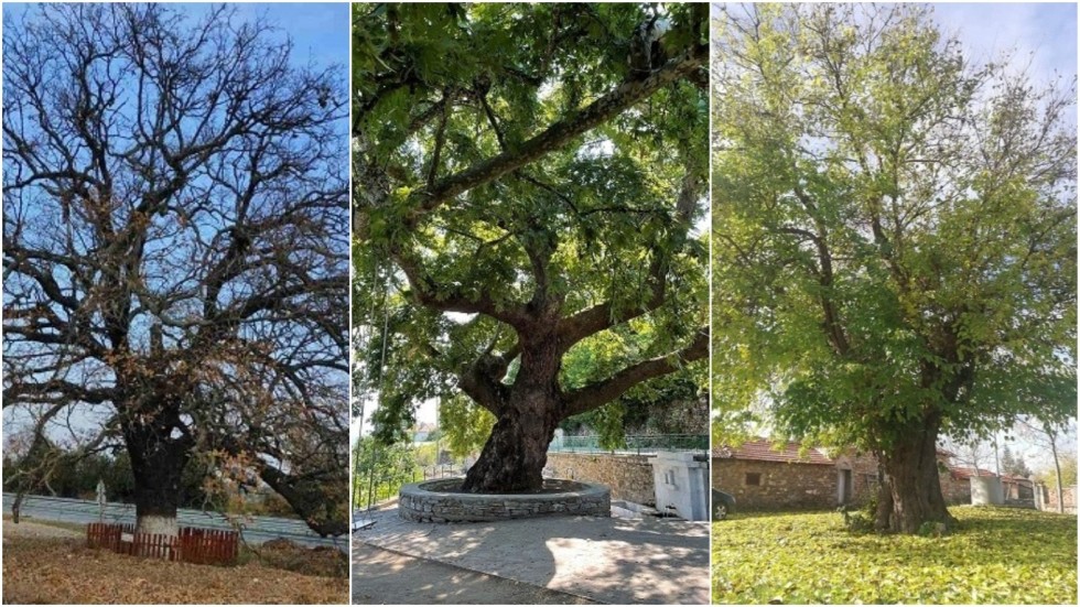 Изберете любимото българско дърво за 2021 г.