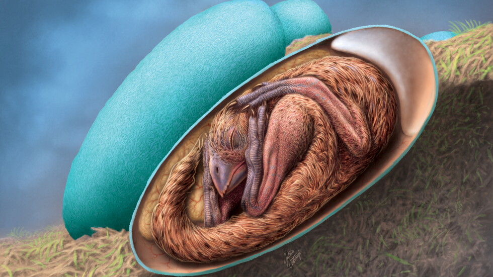 Находка от миналото: Откриха отлично запазен ембрион на динозавър