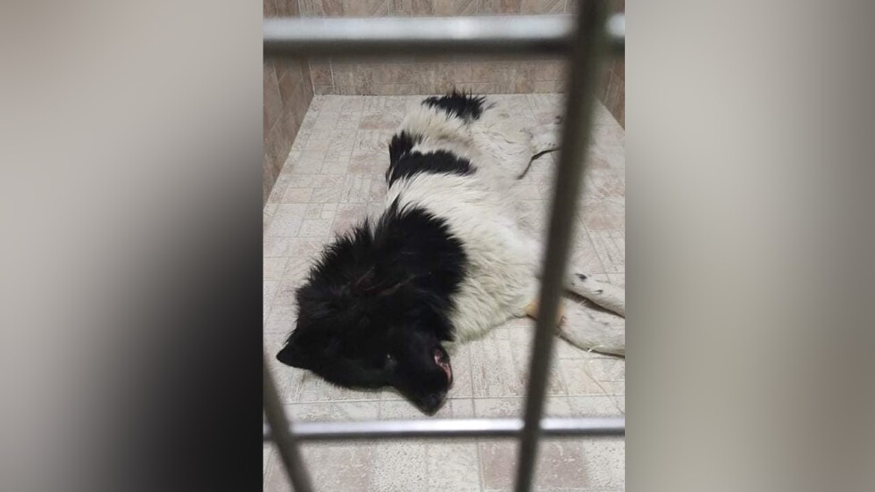 Прегазилият куче в Пазарджишко излезе на свобода без повдигнато обвинение
