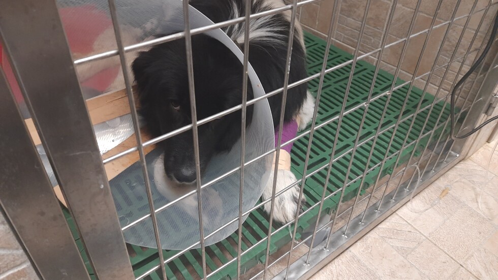 Прегазеното куче в Пазардишко е оперирано и се възстановява
