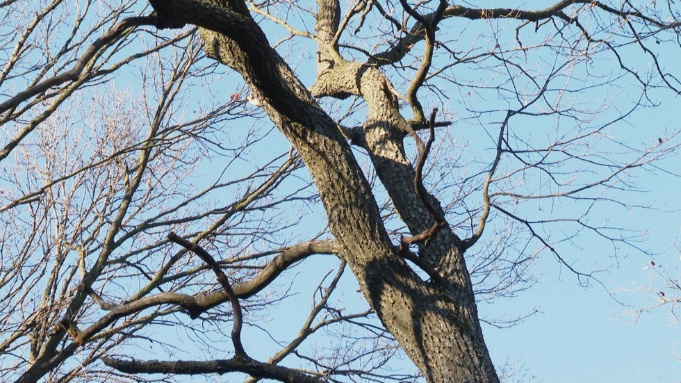 Вековен цер край Провадия: Мистерия е как дървото е оцеляло 170 години