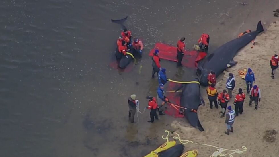  Евтаназираха пилотни китове, които са заседнали на плаж в Съединени американски щати 