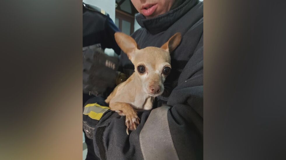 Пожарникари спасиха куче, изхвърлено в контейнер за боклук във Варна