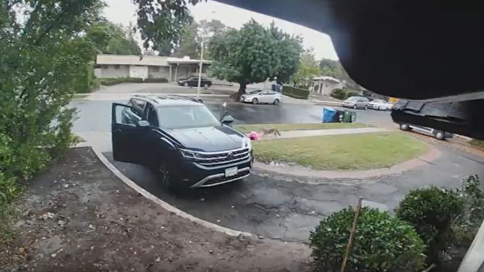 Видео показва как койот напада 2-годишно дете пред дома му