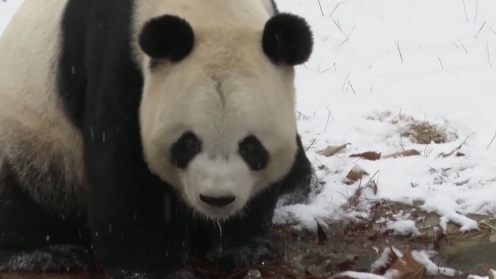 Първият сняг зарадва пандите в китайски зоопарк (ВИДЕО)