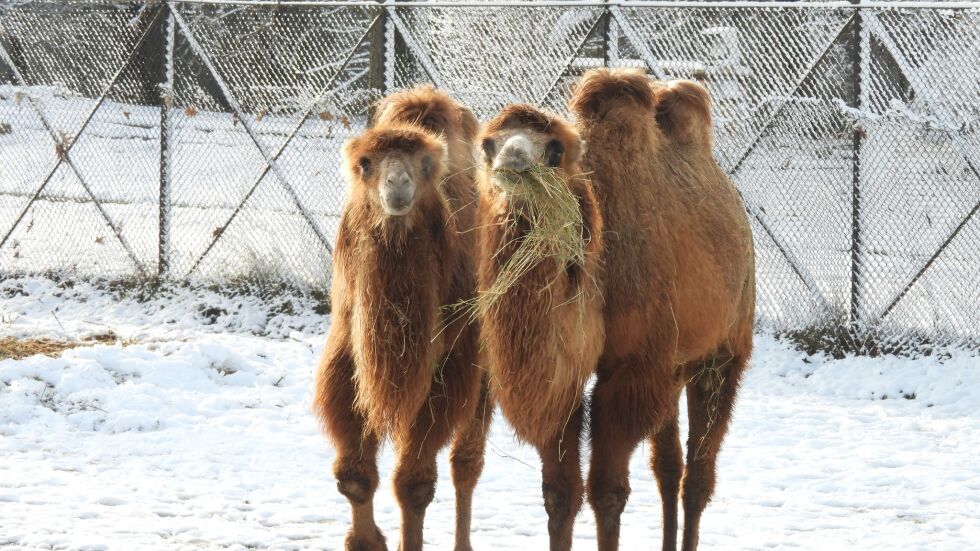 Камили в снега: Животните в Софийския зоопарк се радват на зимата   
