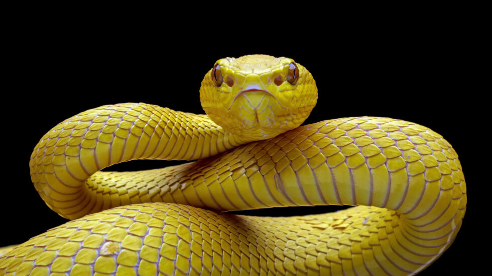 Научен пробив: Женските змии изпитват оргазъм по време на секс 