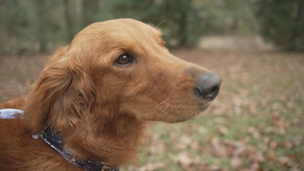 История с щастлив край: Куче откри две сестри, изчезнали в гората