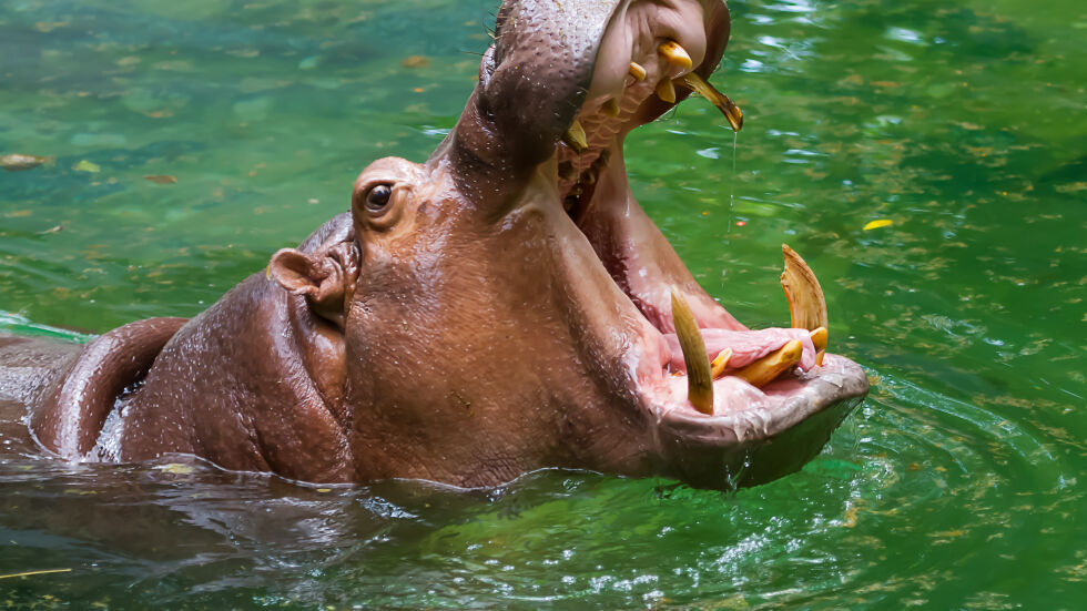 2-годишно дете оцеля след нападение от хипопотам в Уганда