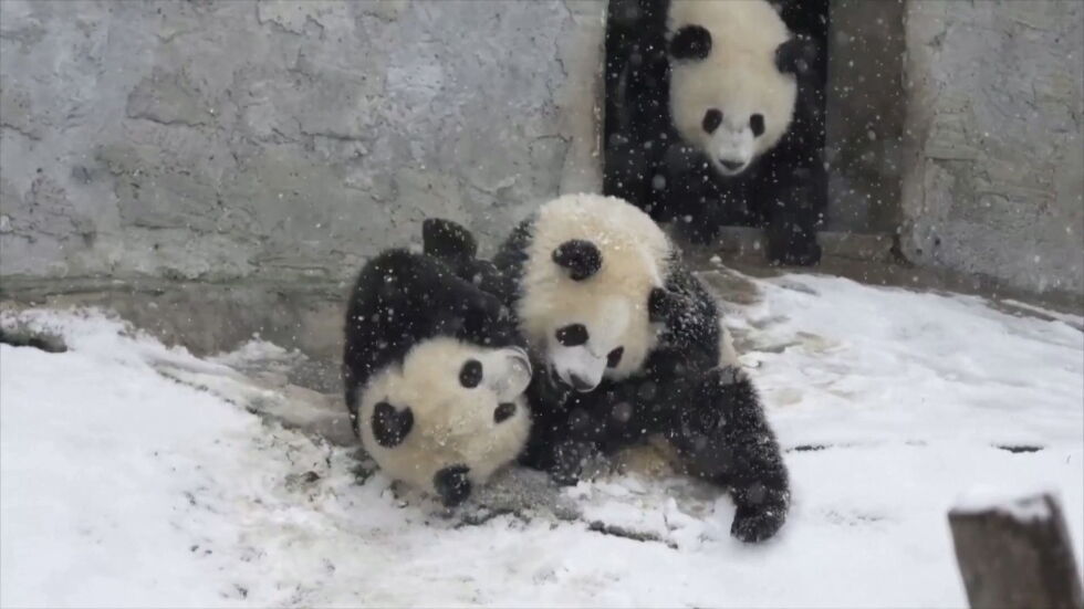 Гигантски панди се забавляват в снега (ВИДЕО)