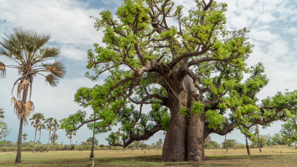 След като домът от детството му се промени: Мъж иска да засади 5 милиона дървета за 5 години