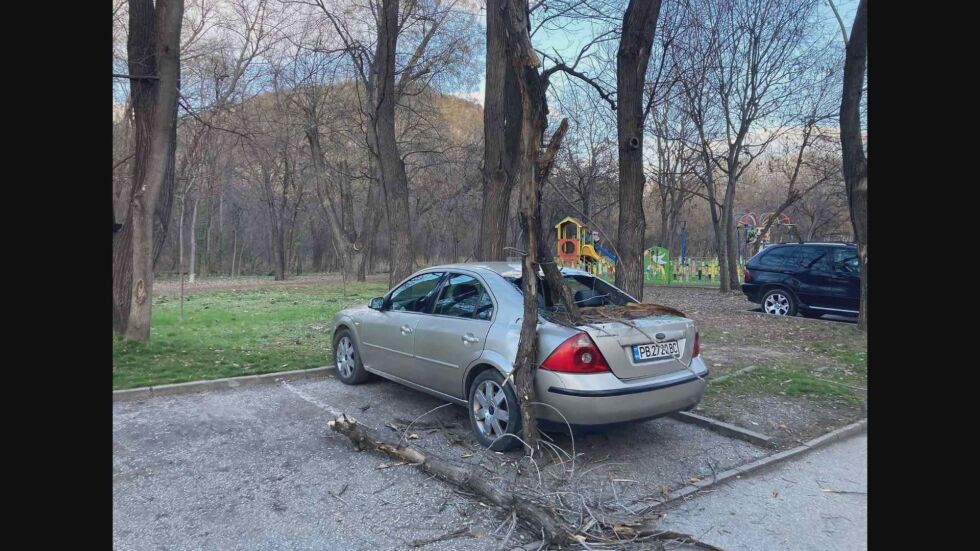 Дърво се стовари върху автомобил в Пловдив