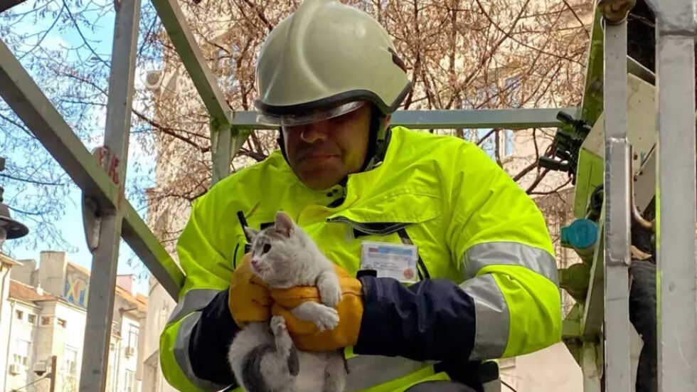 Спасиха бедстващо коте в София (СНИМКИ)