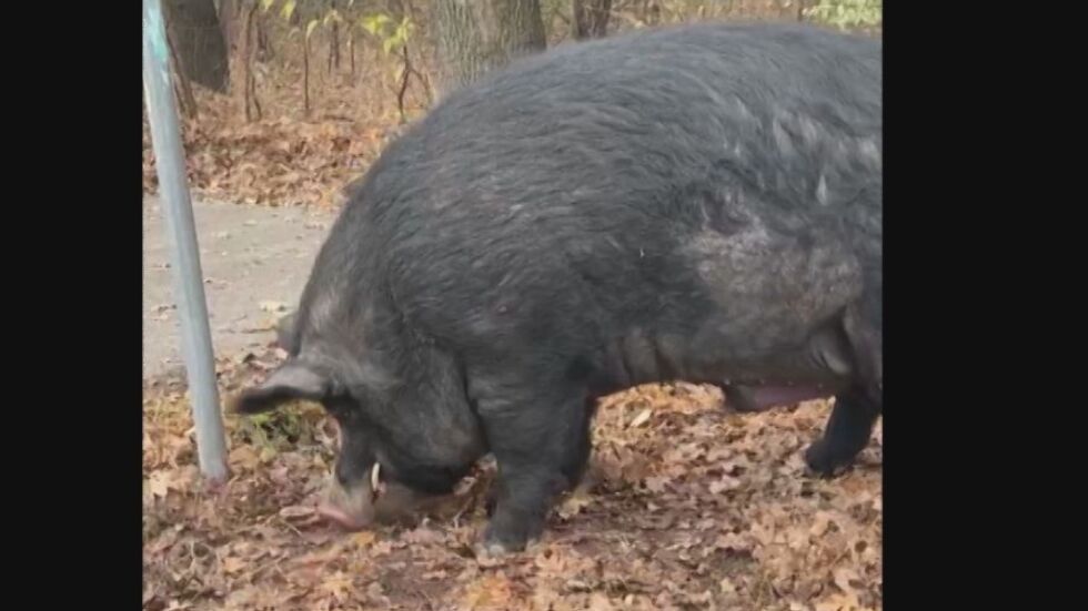 Огромно прасе се разходи и закуси край Окръжната болница в Пловдив (ВИДЕО)