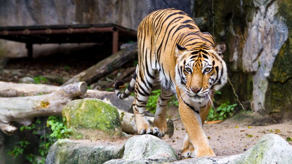  Мъж е открит мъртъв в зоопарк инцидентно, видели обувка в устата на тигъра 