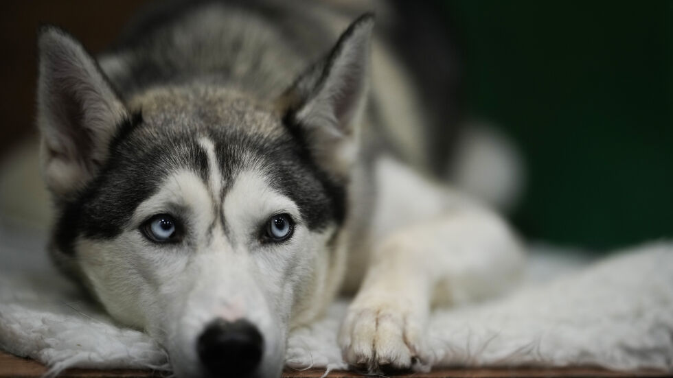 Брутално убийство на куче предизвика бойкот на известен гръцки курорт (ВИДЕО)
