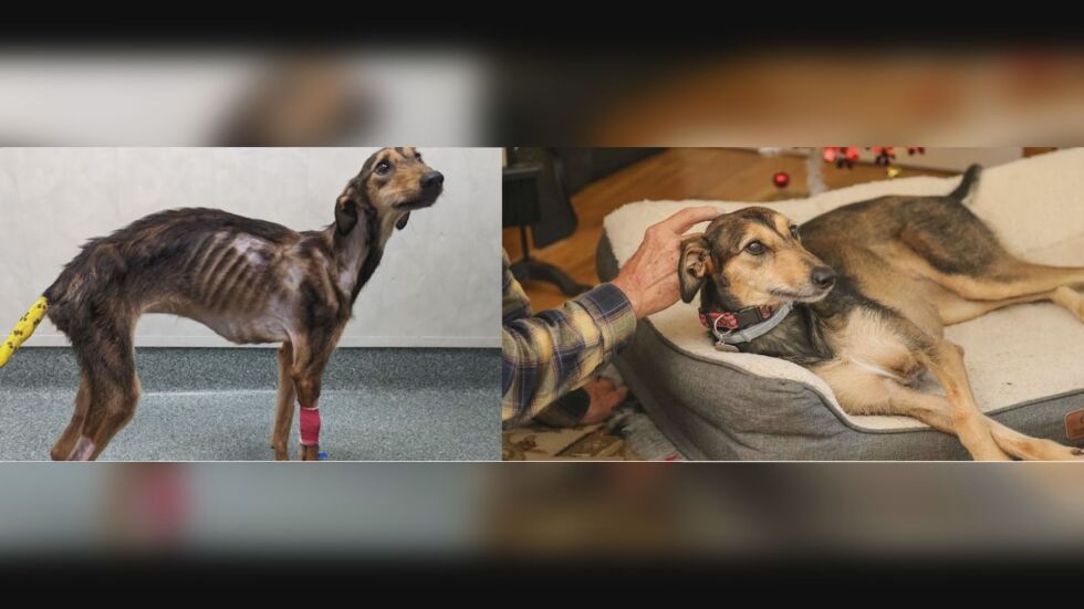 „Много слабo, без козина и без телесна температура“: Невероятната история на кучето Мейзи (ВИДЕО)