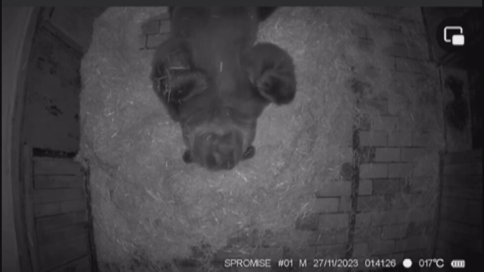Мечокът Тони от Софийския зоопарк заспа зимен сън (ВИДЕО)