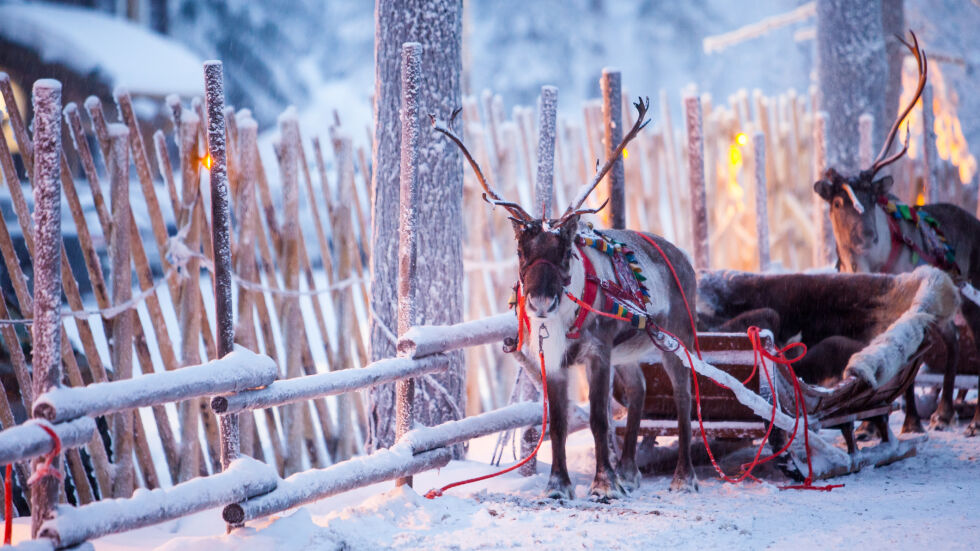 Северно сияние, пътуване с елени, нощувка в иглу: Какво може да правите в Лапландия?