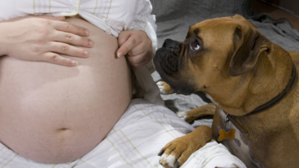 Кучетата усещат, когато сте бременна