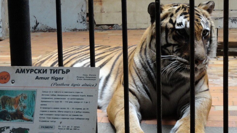 Избягалият тигър от Столичния зоопарк е упоен