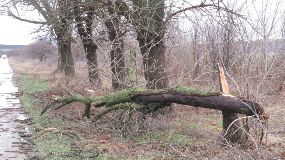 Силният вятър събори дърво и уби жена в Русенско 