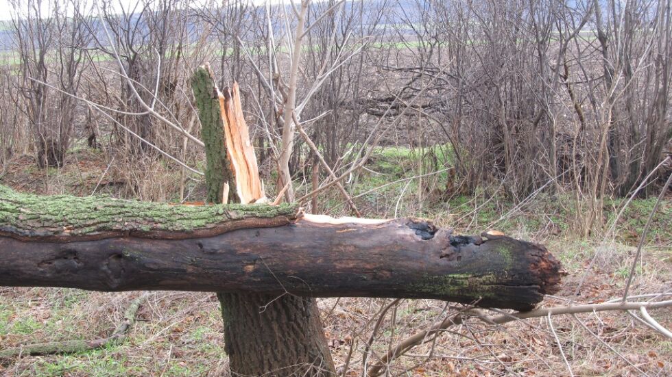Силен вятър събори дървета по главни пътища в Северна България