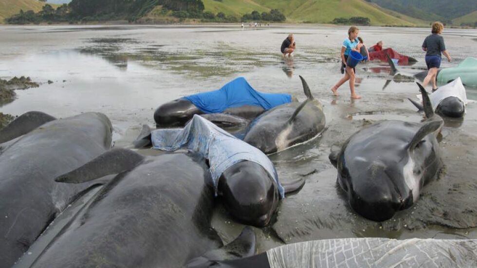 Безпрецедентна операция по спасяването на близо 200 кита