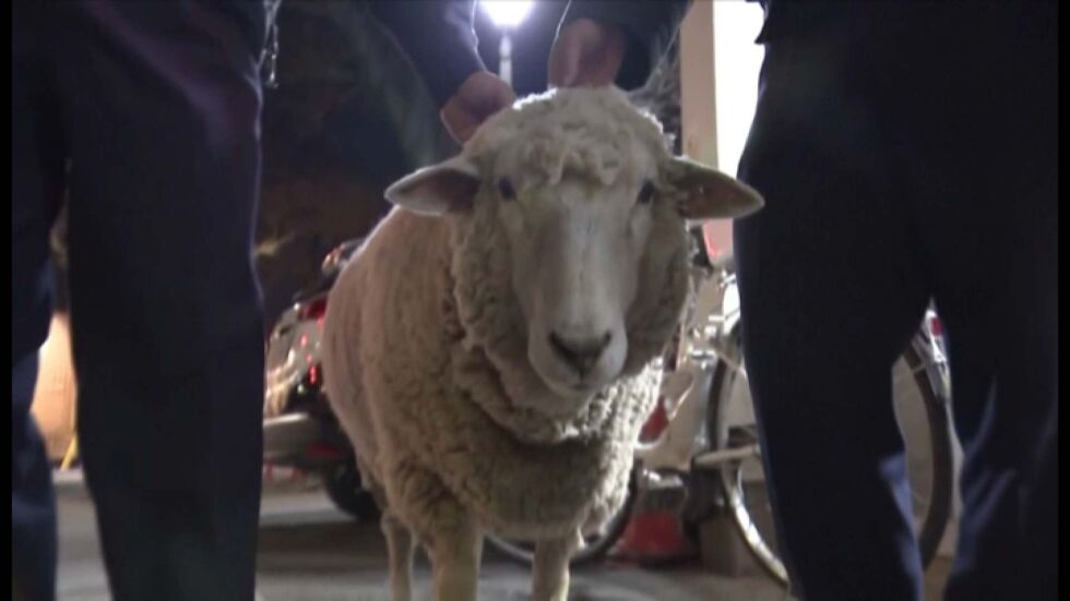 Овцата Амиел, която реши да се поразходи в Токио (ВИДЕО)