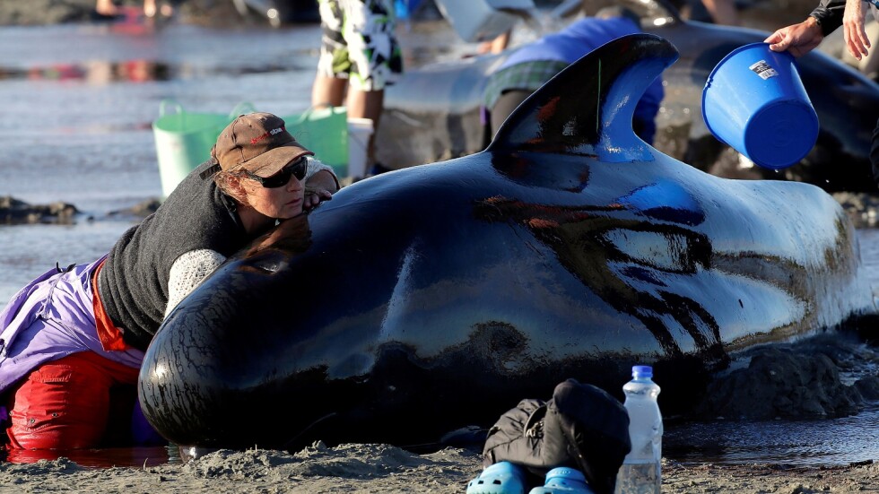 С кофи и платнища: Доброволци се борят за живота на над 100 кита (СНИМКИ)