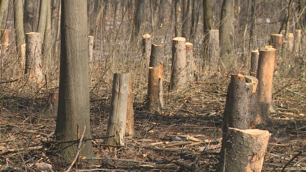 Бракониери изсичат поголовно дърветата в столичния Западен парк