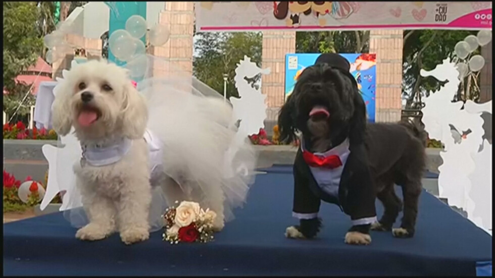Необичайна сватба в Перу, венчаха се… кучета  (СНИМКИ И ВИДЕО)