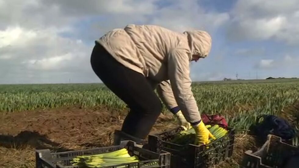 Спешна нужда от сезонни работници: Британските ферми се надяват на служители от България