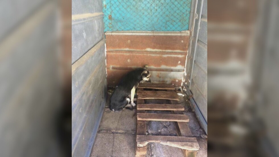Доброволци на протест заради лошите условия в кучешките приюти
