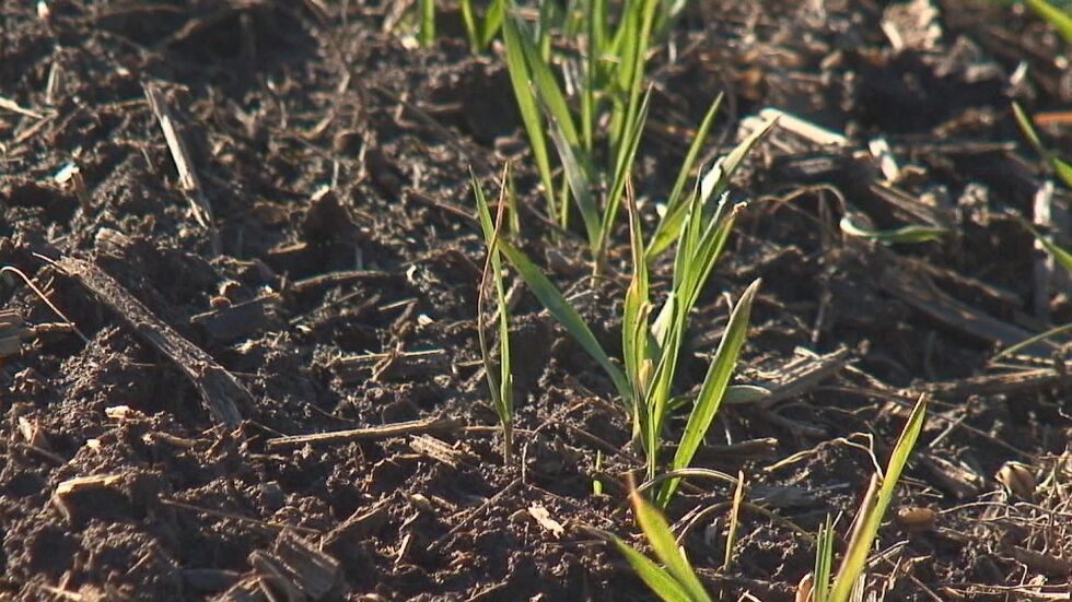 Топлото време - опасно за реколтата от пшеница и рапица 
