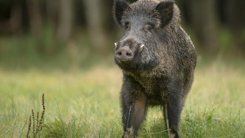 Нов случай на африканска чума по дива свиня у нас