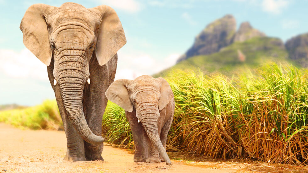 В Ботсвана се обмисля премахване на забраната за лов на слонове