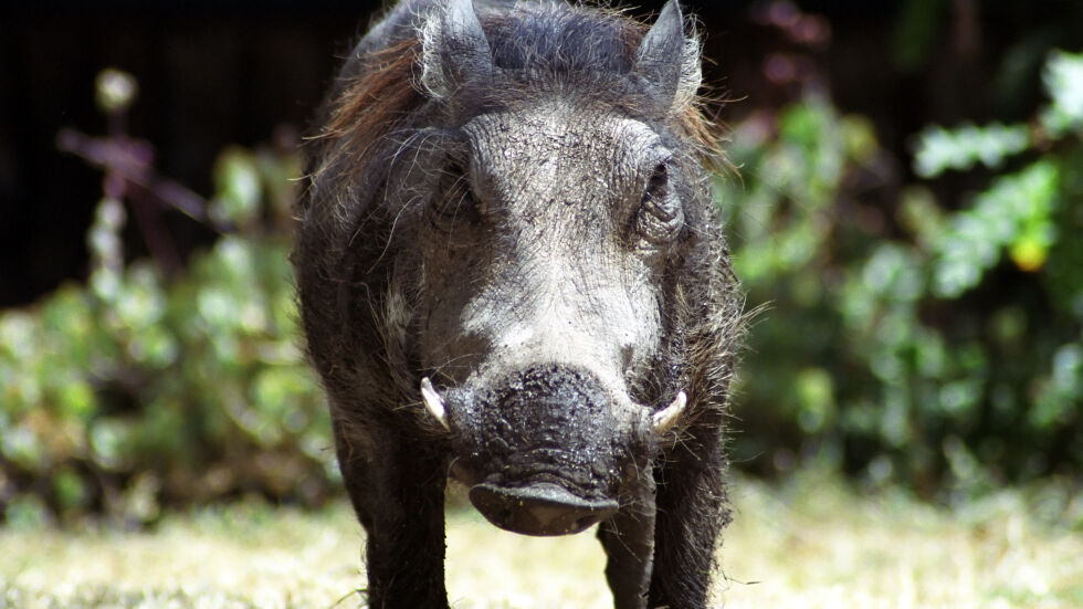 БАБХ: Нов случай на африканска чума по дива свиня в Добричко