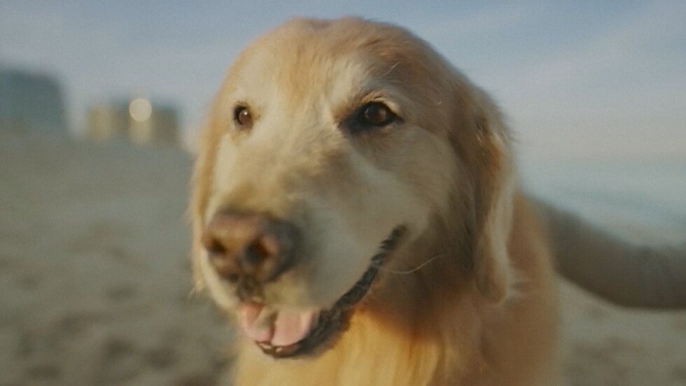 Бизнесмен плати 6 млн. долара за реклама на ветеринари, спасили кучето му