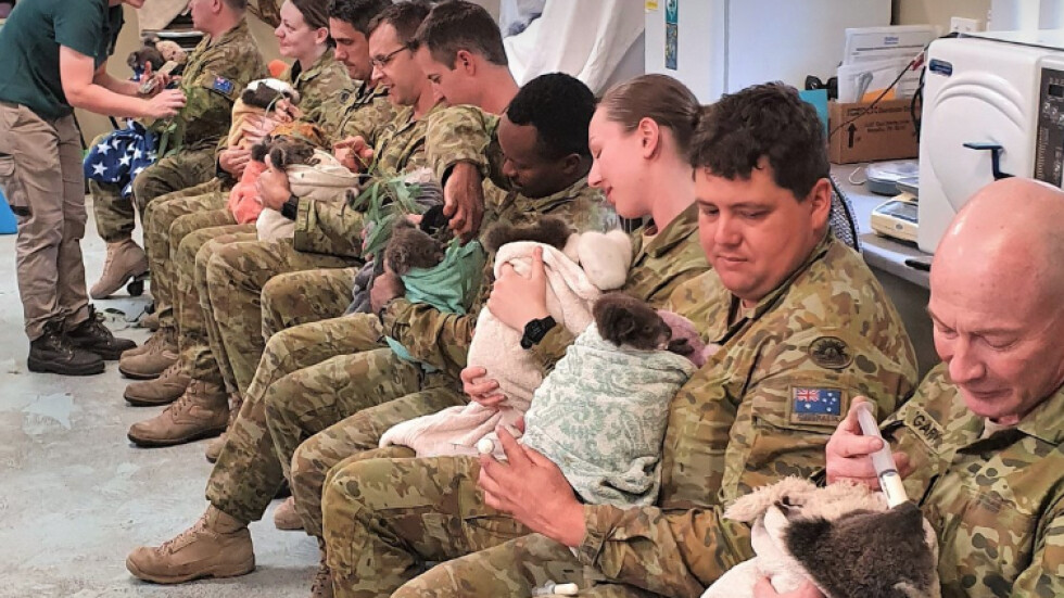 Австралийски войници се грижат за пострадали коали в свободното си време (СНИМКИ)