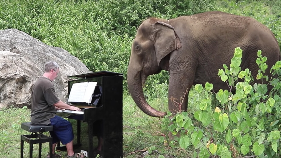 Пианист успокоява слепи и болни слонове – свири им класическа музика (СНИМКИ и ВИДЕО)