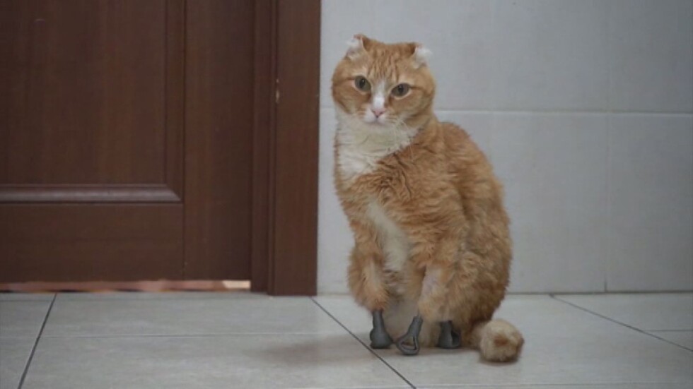 Котка в Русия върви отново благодарение на протези