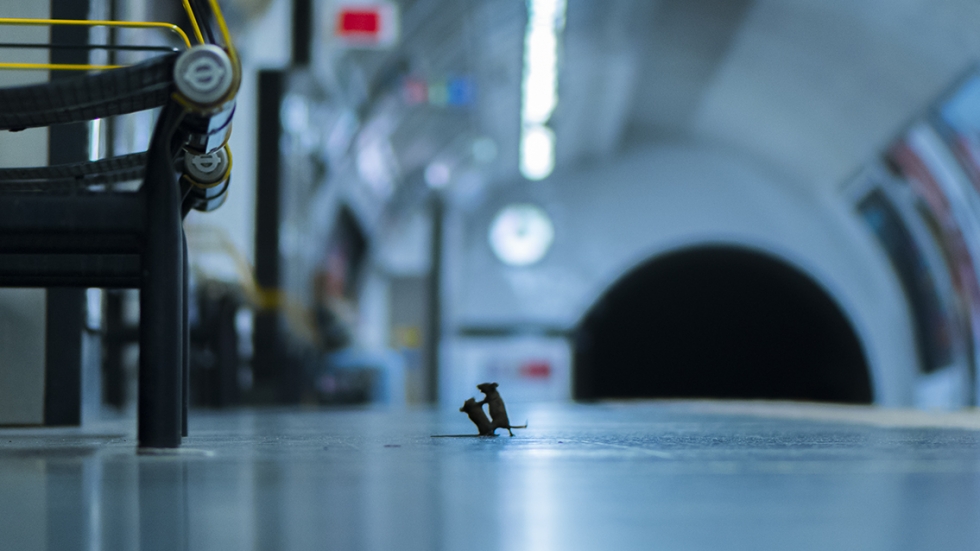 Мишки, които се бият на метростанция, спечелиха фотоконкурс за дивата природа