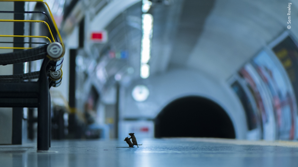 Битката между мишки на метростанция спечели награда от престижен фотоконкурс