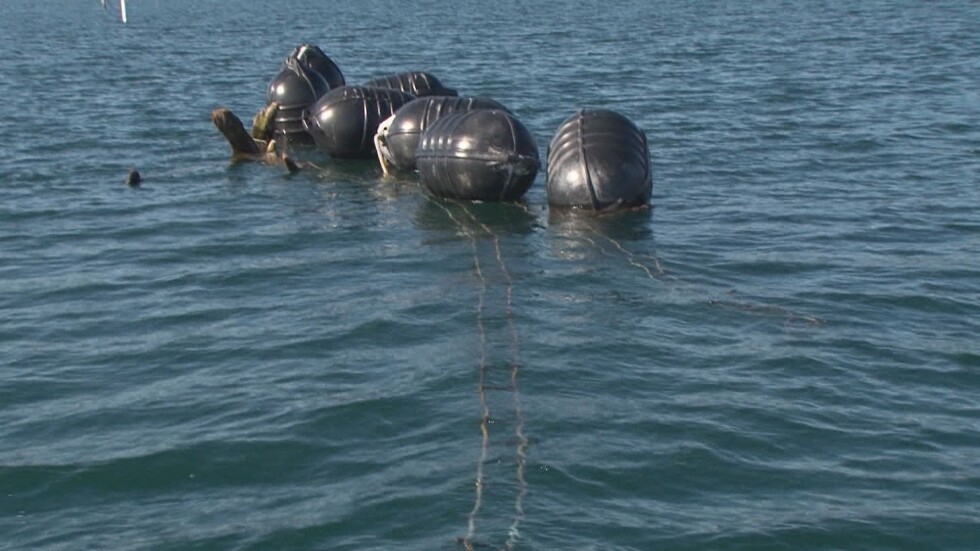 Рибари сигнализират за замърсяване от мидени ферми край Приморско 