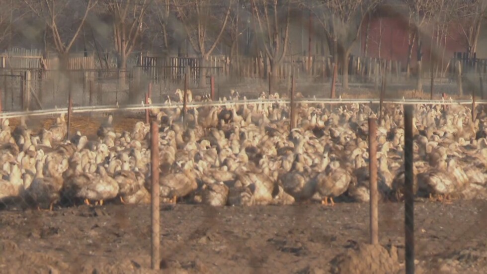 6000 патици ще бъдат умъртвени във фермата край Раковски заради птичия грип