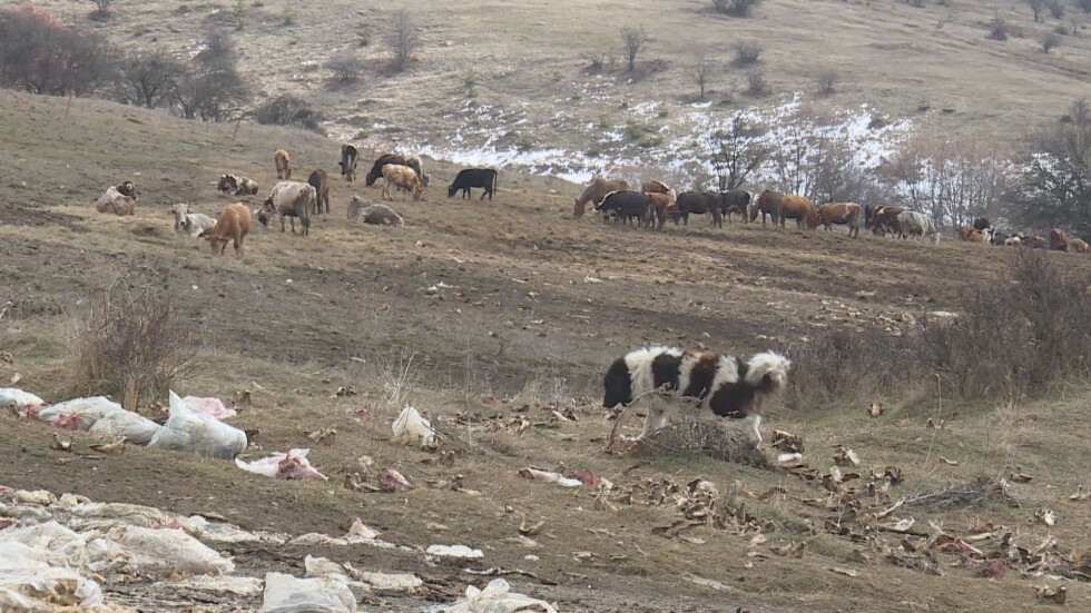 Потенциално опасни животински отпадъци се изхвърлят край ферма в село Комшица